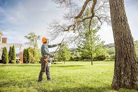 Best Palm Tree Trimming  in Denver, IA